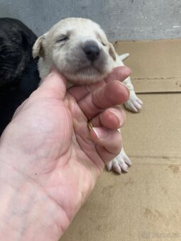 Darujem Husky mix Labrador - 6