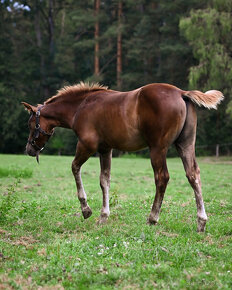 QH hřebec do sportu - TOP cowhorse/reining původ, super cena - 6