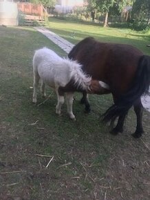 Prodej kobylky shetland pony  typu standart s PP - 6