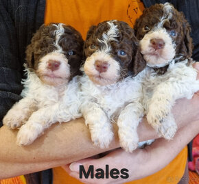 LAGOTTO ROMANO STENIATKA - 6