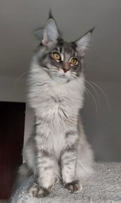 MAINE COON - Mainská mývalia s PP - mačička - 6