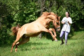 Lusitano hřebec PSL 2 letý - 6