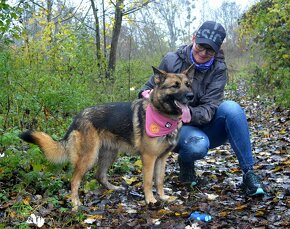 BRITA K ADOPCI - milá, přátelská fenečka NO - 6