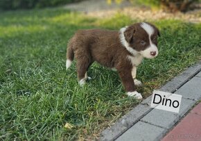 Border collie štěňata - 6