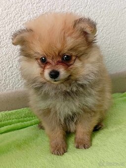 Nádherný Pejsek - Pomeranian Mini - Orange - 6