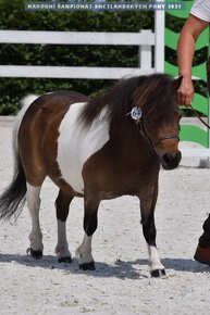Shetland pony Mini typ - klisna - 6