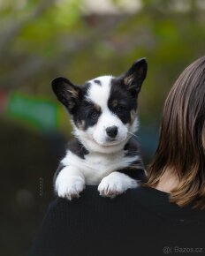 Steniatka welsh corgi cardigan. - 6