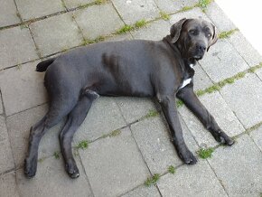 Cane corso šedý ke krytí - 6