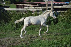 Letošní welsh hřebeček kvh 140 cm - 6