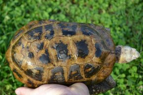 INDOTESTUDO ELONGATA - trio želv podlouhlých - 6