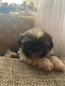 Shih-tzu - 6