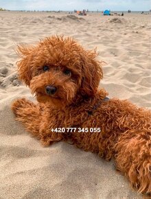 Toy poodle red brown fenka - 6