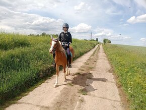 Welsh pony do sportu - 6