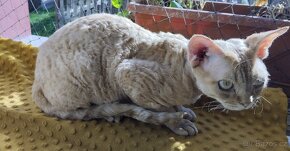 Kocourek Devon rex s pp - 6