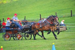 Welsh Cob D - 6