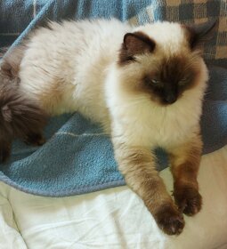 Ragdoll kocur na krytie - 6