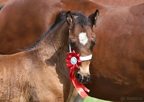 WELSH COB Hřebeček - 6