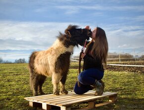 Mini pony kobylka - 6