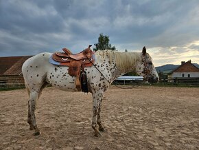 Klisna Appaloosa 8 let - 6