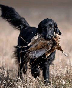 Flat Coated Retriever - láskyplná štěňátka s PP - retrivr št - 6