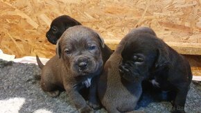 Cane Corso s PP - 6