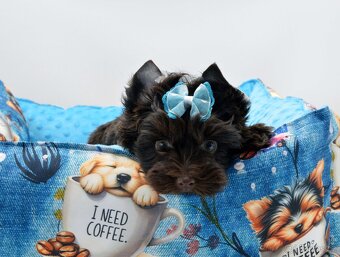 chocolate yorkshire terrier s PP - 6