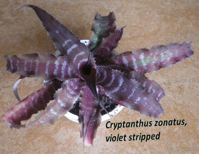 Exotické bromélie Cryptanthus - 6