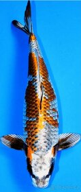 KOI KAPR originál Import , 12-70cm - 6