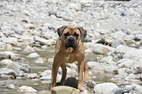 Cane Corso štěňátka - 6