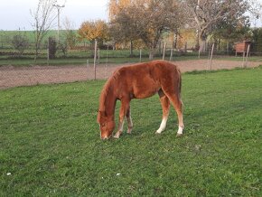 Roční kobylka welsh pony - 6