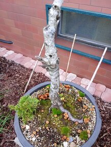 Bříza bělokorá (Betula pendula) bonsai - 6