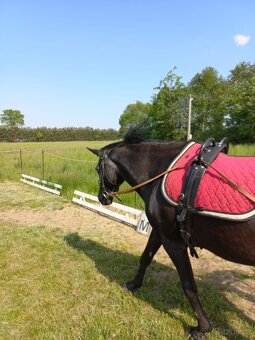 New forest pony klisna - 6