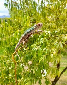 Chameleon pardálí nosy be, terárium - 6