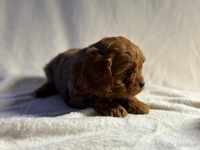 Cavapoo - 6