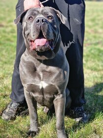 Cane Corso ke krytí - 6