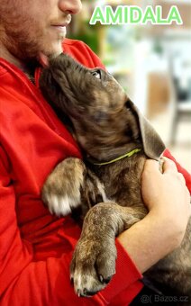 AMIDALA šteniatko CANE CORSO s pp - 6