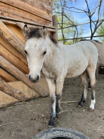 Atraktivní pony WPBR - 6