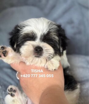 Maltipoo Morkie, 2,5 měsíce TISHA - 6