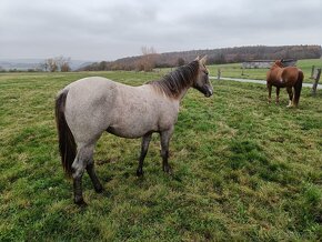 Vyjímečná klisna Quarter Horse na prodej - 6