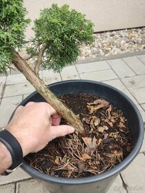 Bonsai tvarovaný strom jalovec čínský - 6
