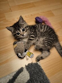 Scottish fold and Scottish straight - 6