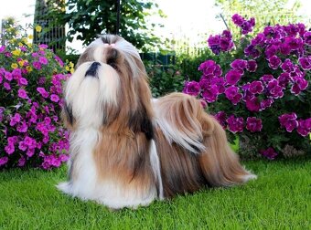 Shihtzu s PP - 6