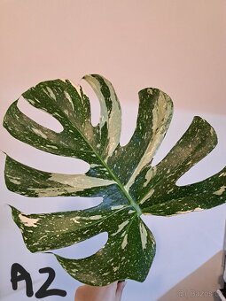 Monstera thai constellation variegata - 6