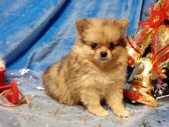 Pomeranian / Pomeranian Boo - Chocolatte Merle - REZERVACE - 6