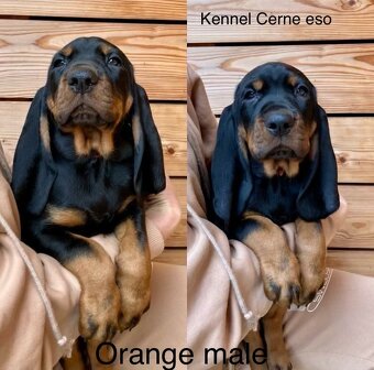 Black and Tan Coonhound s PP - 6