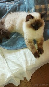 Ragdoll kocur na krytie - 6