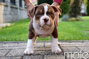 American Bully - 6