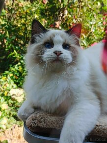 Ragdoll s PP kocourek Elroy a Elvis - 6