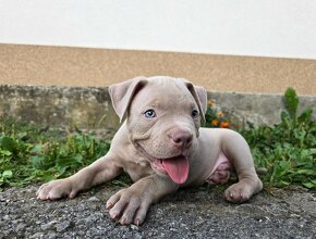 American bully pocket s PP - 6