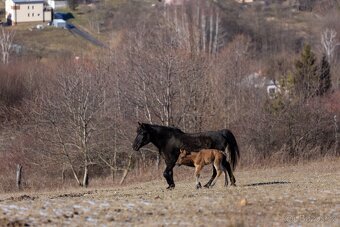 Huculská klisna, hucul, pony, malý kůň - 6